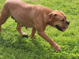 Chienne Bulldog Continental LOF 3 ans à vendre
