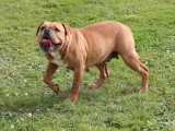 Chienne Bulldog Continental LOF 3 ans à vendre