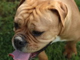 Chienne Bulldog Continental LOF 3 ans à vendre