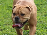 Chienne Bulldog Continental LOF 3 ans à vendre