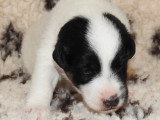 Chiots Fox Terrier  poil lisse LOF disponibles