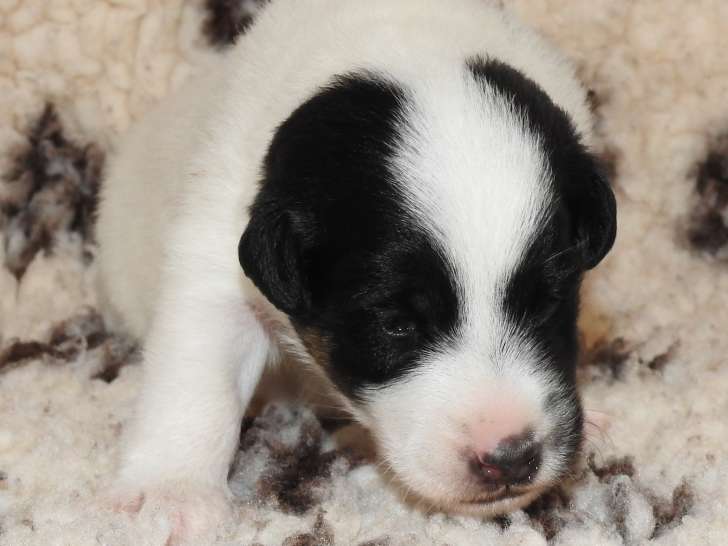 Chiots Fox Terrier poil lisse LOF disponibles