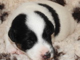 Chiots Fox Terrier poil lisse LOF disponibles
