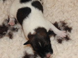 Chiots Fox Terrier poil lisse LOF disponibles