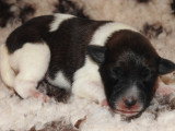 Chiots Fox Terrier poil lisse LOF disponibles