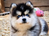 2 mâles et 1 femelle Pomsky F2 non LOF nés en mai 2026 à réserver