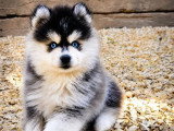 2 mâles et 1 femelle Pomsky F2 non LOF nés en mai 2026 à réserver