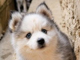 2 mâles et 1 femelle Pomsky F2 non LOF nés en mai 2026 à réserver