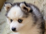 2 mâles et 1 femelle Pomsky F2 non LOF nés en mai 2026 à réserver