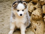 2 mâles et 1 femelle Pomsky F2 non LOF nés en mai 2026 à réserver
