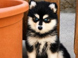 2 mâles et 1 femelle Pomsky F2 non LOF nés en mai 2026 à réserver