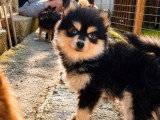 2 mâles et 1 femelle Pomsky F2 non LOF nés en mai 2026 à réserver
