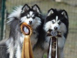 2 mâles et 1 femelle Pomsky F2 non LOF nés en mai 2026 à réserver
