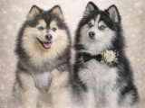 2 mâles et 1 femelle Pomsky F2 non LOF nés en mai 2026 à réserver