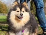 2 mâles et 1 femelle Pomsky F2 non LOF nés en mai 2026 à réserver