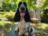 Chienne Cocker Spaniel Anglais de 3 ans confirmée LOF à vendre