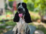 Chienne Cocker Spaniel Anglais de 3 ans confirmée LOF à vendre