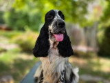 Chienne Cocker Spaniel Anglais de 3 ans confirmée LOF à vendre