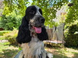 Chienne Cocker Spaniel Anglais de 3 ans confirmée LOF à vendre