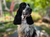 Chienne Cocker Spaniel Anglais de 3 ans confirmée LOF à vendre