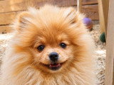 Chiot Spitz Nain mâle non LOF à vendre né en mars 2026