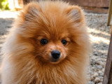 Chiot Spitz Nain mâle non LOF à vendre né en mars 2026