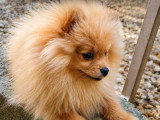 Chiot Spitz Nain mâle non LOF à vendre né en mars 2026