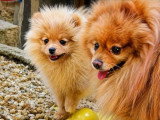Chiot Spitz Nain mâle non LOF à vendre né en mars 2026