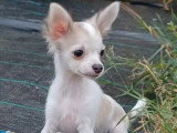 Chiot Chihuahua mâle poil long non LOF né en mars 2026 à vendre
