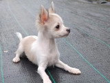 Chiot Chihuahua mâle poil long non LOF né en mars 2026 à vendre