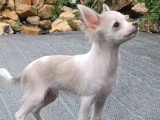 Chiot Chihuahua mâle poil long non LOF né en mars 2026 à vendre