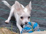 Chiot Chihuahua mâle poil long non LOF né en mars 2026 à vendre