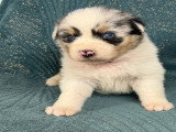 Chiots Berger Australien à vendre