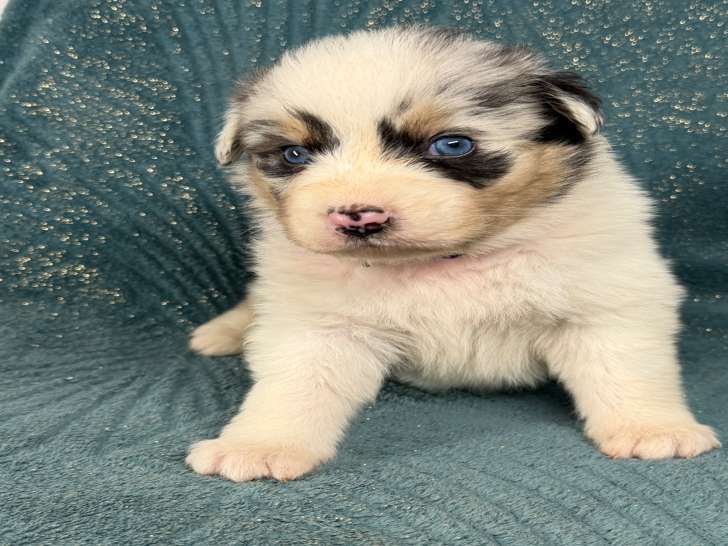 Chiots Berger Australien à vendre