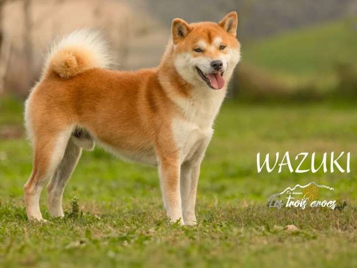 Shiba Inu mâle de 2021 inscrit au LOF à vendre
