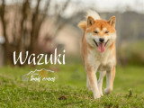 Shiba Inu mâle de 2021 inscrit au LOF à vendre