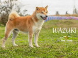 Shiba Inu mâle de 2021 inscrit au LOF à vendre