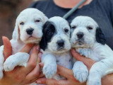 11 chiots Setter Anglais LOF nés en juin 2026 à réserver