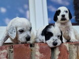 11 chiots Setter Anglais LOF nés en juin 2026 à réserver