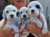 11 chiots Setter Anglais LOF nés en juin 2026 à réserver