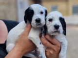 11 chiots Setter Anglais LOF nés en juin 2026 à réserver