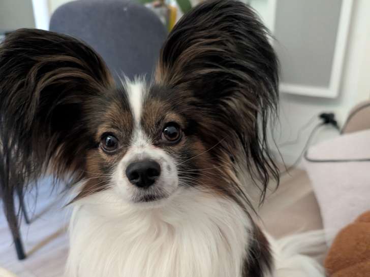 Mâle Épagneul Papillon LOF disponible pour saillie dans l'Hérault