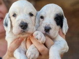 6 chiots Setter Anglais inscrits au LOF de juin 2026 à réserver