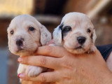 6 chiots Setter Anglais inscrits au LOF de juin 2026 à réserver