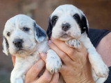 6 chiots Setter Anglais inscrits au LOF de juin 2026 à réserver