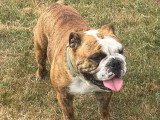 Chienne Bulldog Anglais LOF née en août 2024 à vendre
