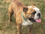 Chienne Bulldog Anglais LOF née en août 2024 à vendre