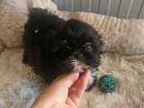 Chiot femelle Shih Tzu non LOF de mai 2026 à vendre