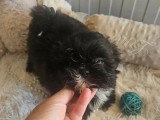 Chiot femelle Shih Tzu non LOF de mai 2026 à vendre