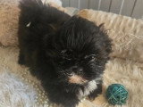 Chiot femelle Shih Tzu non LOF de mai 2026 à vendre